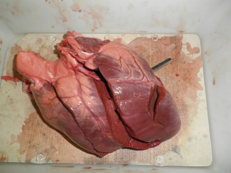 Coeur de cerf après une seconde coupe